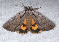 Catocala clintonii