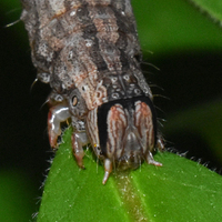 Catocala epione