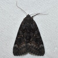 Catocala epione