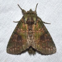 Cecrita biundata