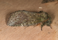Cecrita guttivitta