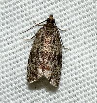 Celypha cespitana of authors