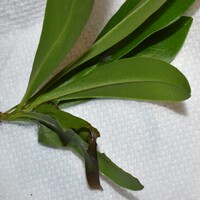 Cenopis directana