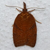 Cenopis directana