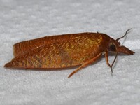 Cenopis directana