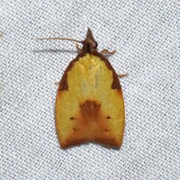Cenopis lamberti