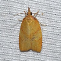 Cenopis unidentified species