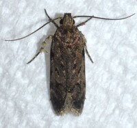 Chionodes pereyra