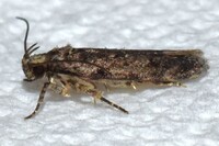 Chionodes pereyra