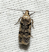 Chionodes thoraceochrella
