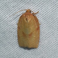Choristoneura obsoletana