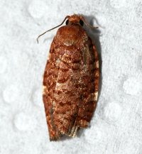 Choristoneura pinus