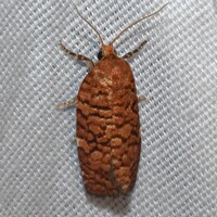 Choristoneura pinus