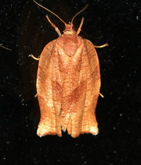 Choristoneura rosaceana