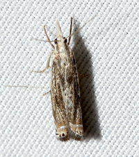 Chrysoteuchia unidentified species