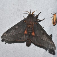 Citheronia sepulcralis