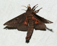 Citheronia sepulcralis