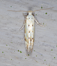 Coleotechnites apicitripunctella