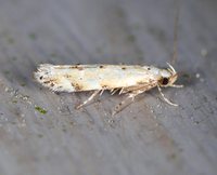 Coleotechnites apicitripunctella