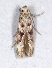 Coleotechnites atrupictella