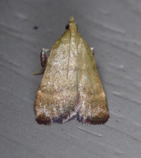 Condylolomia participialis