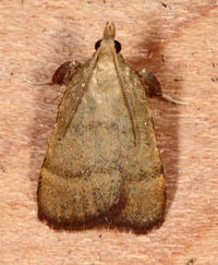 Condylolomia participialis