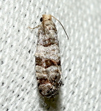 Corticivora clarki