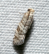Corticivora clarki