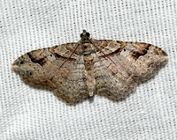Costaconvexa centrostrigaria