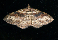 Costaconvexa centrostrigaria