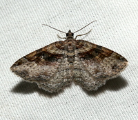 Costaconvexa centrostrigaria