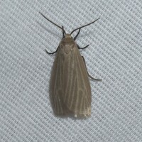 Crambidia lithosioides