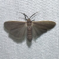Crambidia lithosioides