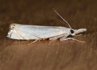 Crambus albellus