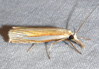 Crambus braunellus