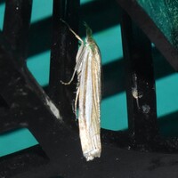 Crambus laqueatellus