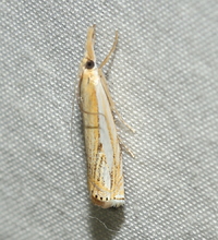Crambus saltuellus