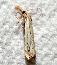 Crambus saltuellus