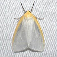 Cycnia tenera