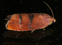 Cydia latiferreana