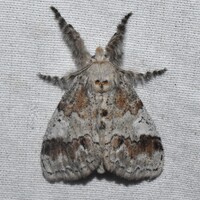 Dasychira leucophaea
