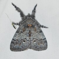 Dasychira tephra
