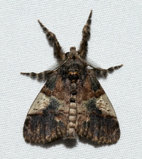Dasychira meridionalis