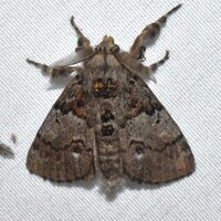 Dasychira tephra
