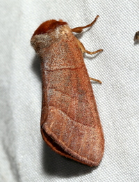 Datana ranaeceps