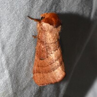 Datana unidentified species