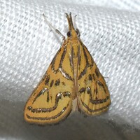 Daulia magdalena
