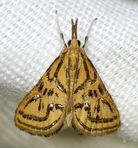 Daulia magdalena