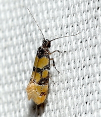 Decantha stecia