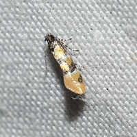 Decantha stecia
